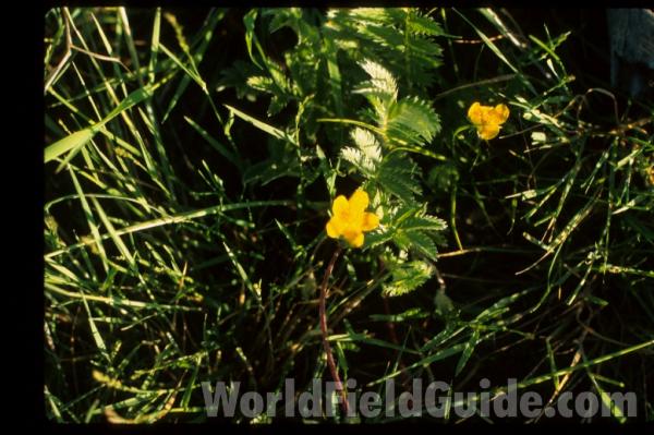 Flower - Back View<br>(Location of Picture: Okanogan, Washington, USA, 2003)<br>(Location of Picture: Washington, USA)