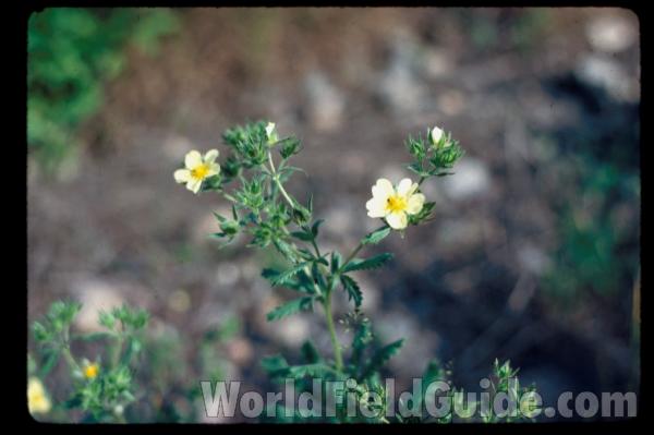 Top Of Plant<br>(Location of Picture: Illinois, USA)