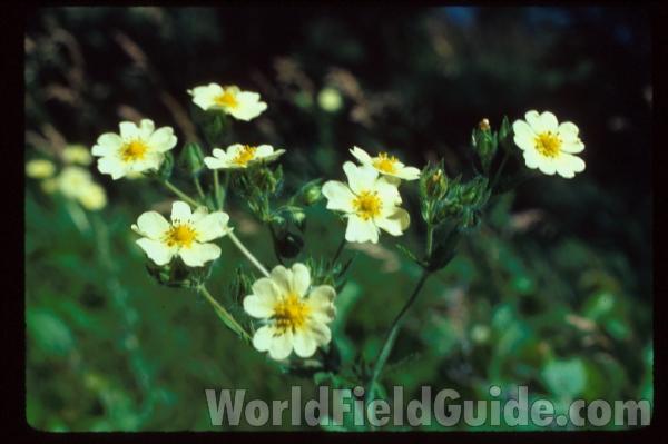 Flowers<br>(Location of Picture: Illinois, USA)