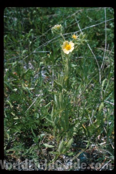 Habitat<br>(Location of Picture: Wadsworth, Illinois, USA)