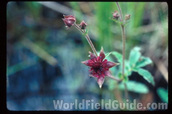 Flower and Bud<br>(Location of Picture: Mhenry, Illinois, USA)