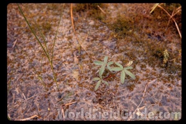 Habitat<br>(Location of Picture: Mhenry, Illinois, USA)