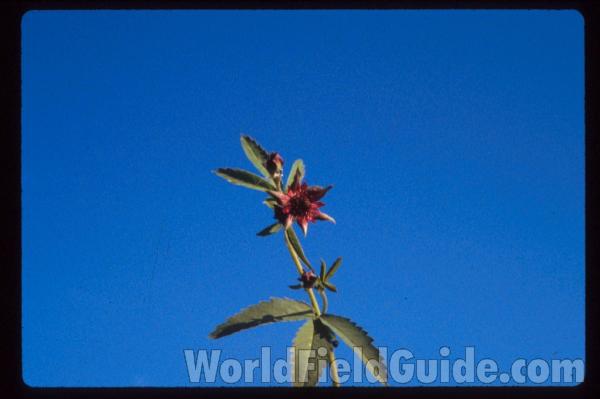 Top Of Plant<br>(Location of Picture: Rebecca Lake, Washington, USA)