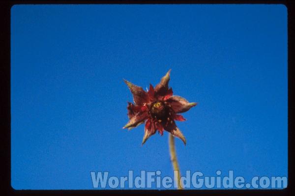 Flower<br>(Location of Picture: Rebecca Lake, Washington, USA)