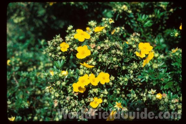 Flowers<br>(Location of Picture: Whitnal Botanic Garden, Wi, USA)