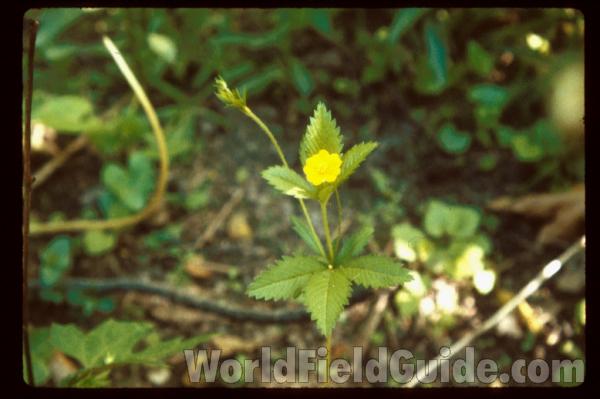 Silhouette<br>(Location of Picture: Illinois, USA)