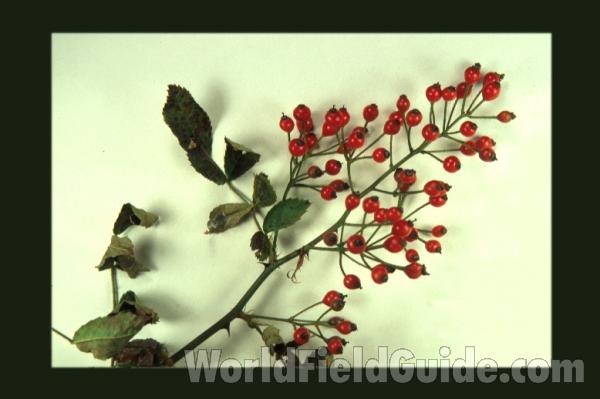 Fruit