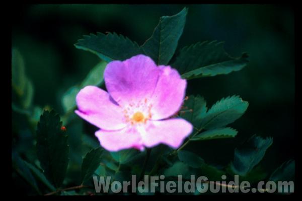 Flower With Buprestid Beetles<br>(Location of Picture: Blue Lake, Washington, USA, 2009)<br>(Location of Picture: Washington, USA)