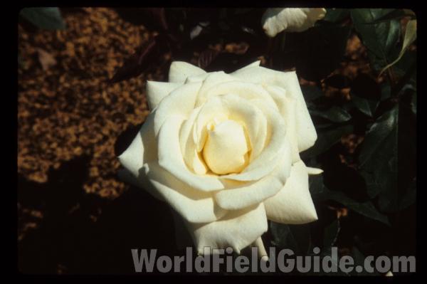 Evening Star<br>(Location of Picture: Whitnal Botanic Garden, Wi, USA)