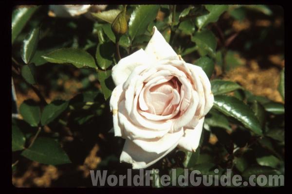Lagerfeld<br>(Location of Picture: Whitnal Botanic Garden, Wi, USA)