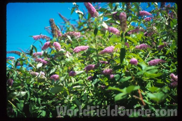 Racemes<br>(Location of Picture: Washington, USA)