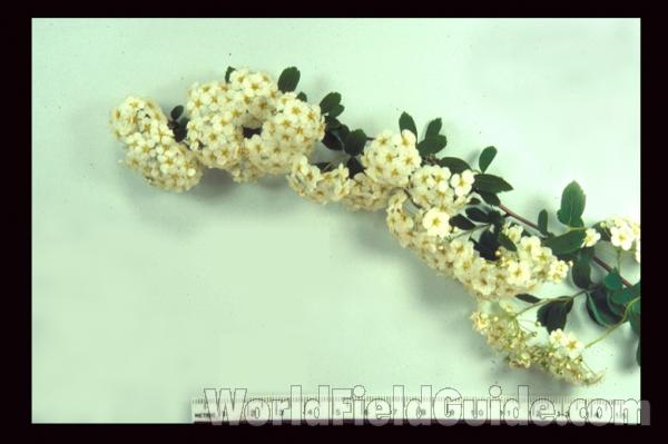 Flowering Branch