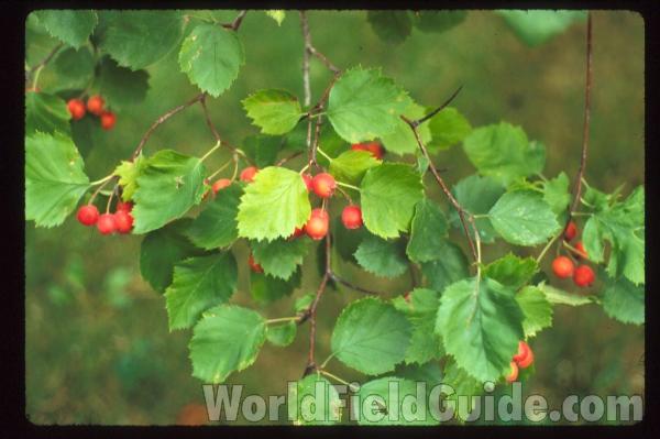 Fruits and Leaves<br>(Location of Picture: Washington, USA)