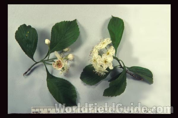 Flowers and Leaves<br>(Origin of the Specimen: Illinois, USA)