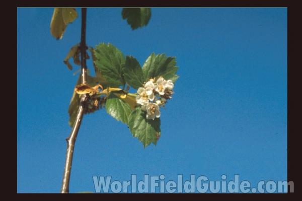 Branch and Flowers<br>(Location of Picture: Rufus Wood Lake, Wa, USA)
