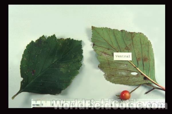 Leaves Top and Bottom<br>(Origin of the Specimen: Southern Wisconsin, USA)