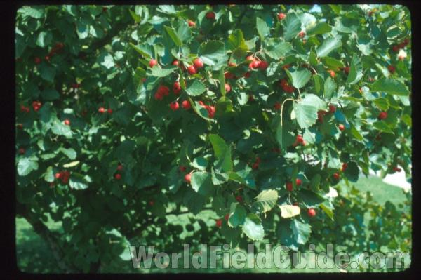 Fruits and Leaves<br>(Location of Picture: Whitnal Botanic Garden, Wi, USA)