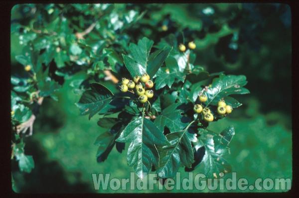 Fruits and Leaves<br>(Location of Picture: Whitnal Botanic Garden, Wi, USA)