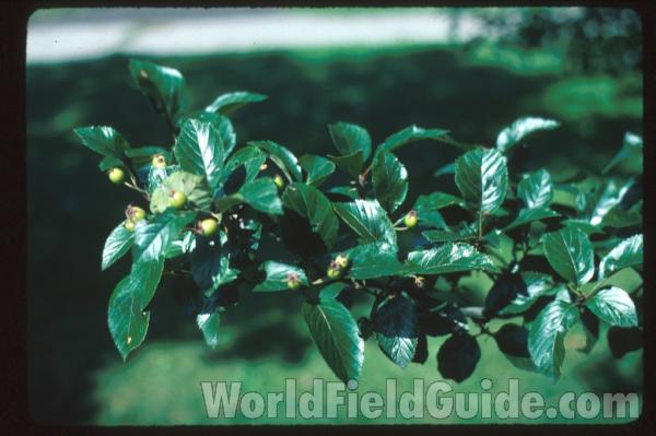 Branch and Leaves<br>(Location of Picture: Whitnal Botanic Garden, Wi, USA)