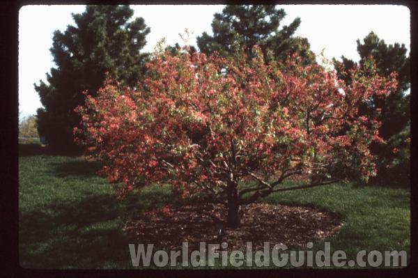 Landscape Tree<br>(Location of Picture: Glencoe Botanic Gardens, Il, USA)