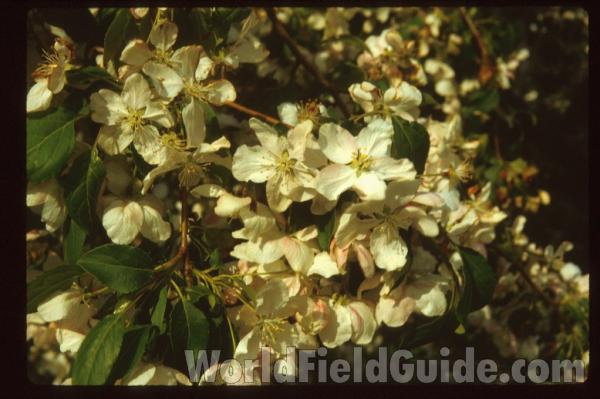 Flowers<br>(Location of Picture: Glencoe Botanic Gardens, Il, USA)