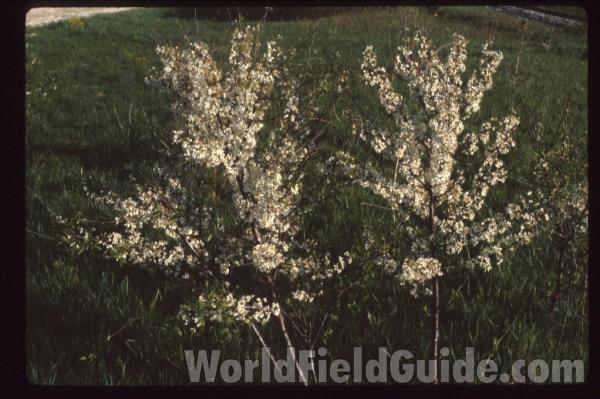 Young Trees<br>(Location of Picture: Illinois, USA)