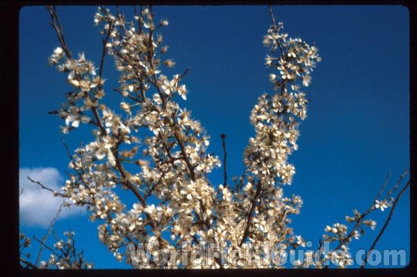Flowering Branches<br>(Location of Picture: Illinois, USA)