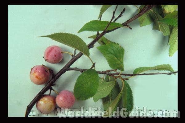 Fruiting Branch<br>(Origin of the Specimen: Illinois, USA)