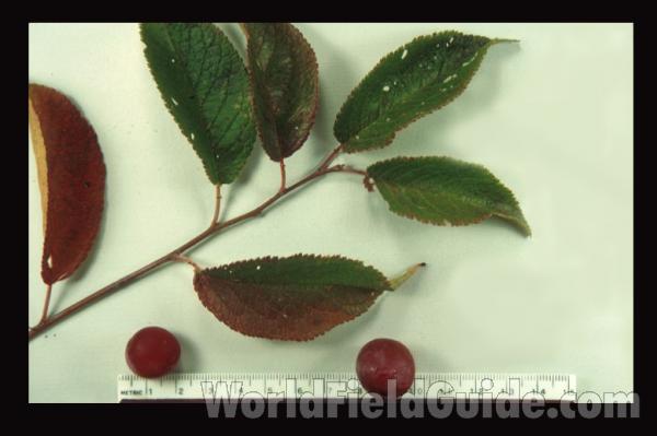 Fruits and Twig<br>(Origin of the Specimen: Wisconsin, USA)