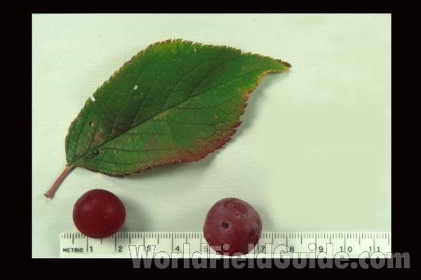 Fruit and Leaf<br>(Origin of the Specimen: Wisconsin, USA)