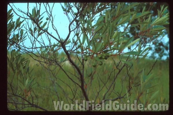 Top Of Plant With Fruit<br>(Location of Picture: Zion, Illinois, USA)