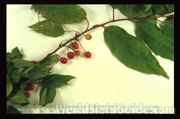 Fruit
