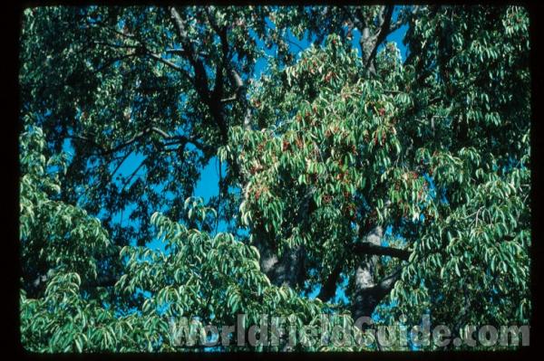 Leaves and Fruit