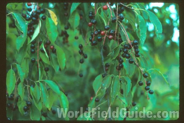 Leaves and Fruit