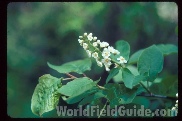 Flower Raceme