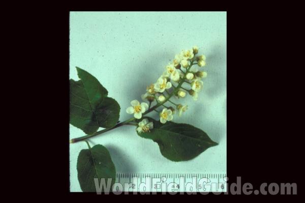 Flower Raceme