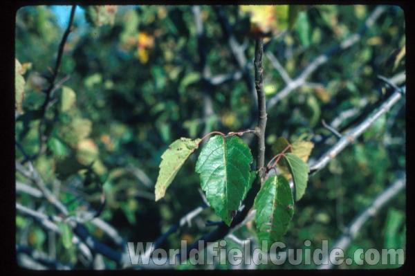 Leaves