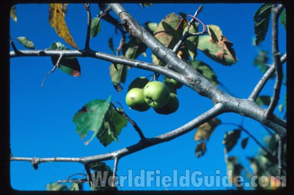 Fruits and Branch<br>(Location of Picture: Illinois, USA)