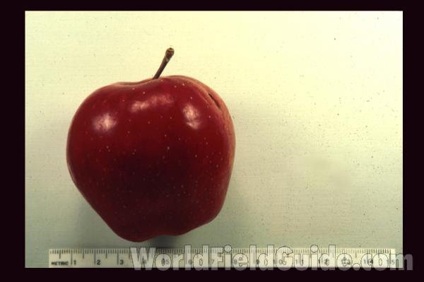 Fruit