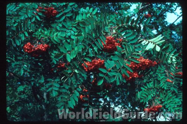 Fall - Fruits and Leaves