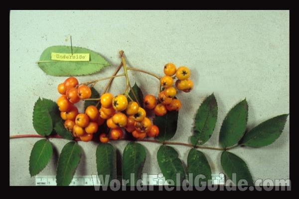 Fall - Fruits and Leaves