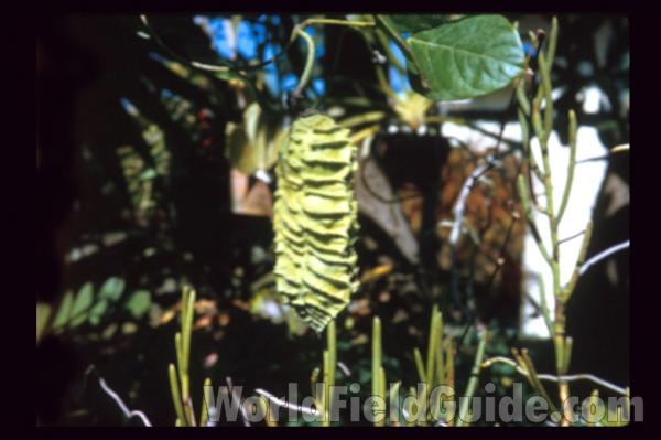 Fruits