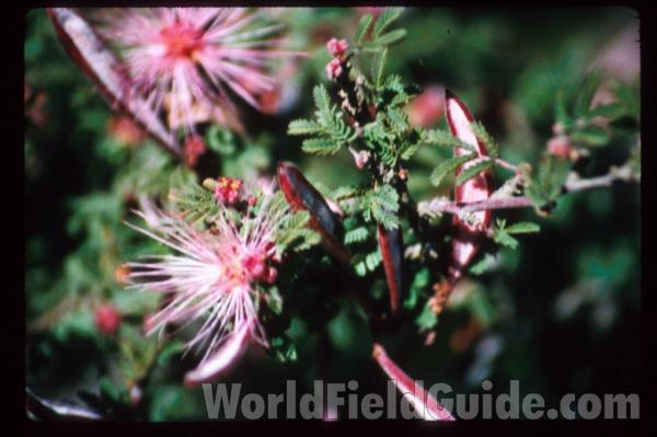 Flowers<br>(Location of Picture: California, USA)