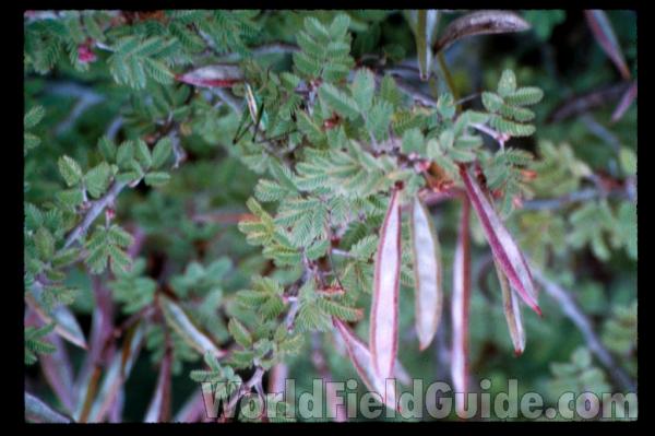 Fruits<br>(Location of Picture: California, USA)