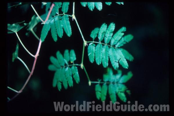 Leaves<br>(Location of Picture: Milwaukee Conservatory, Wi, USA)
