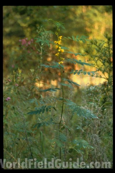 Top Of Plant<br>(Location of Picture: Missouri, USA)