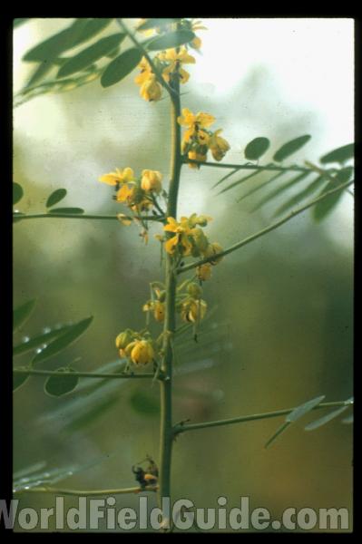 Flowers<br>(Location of Picture: Missouri, USA)