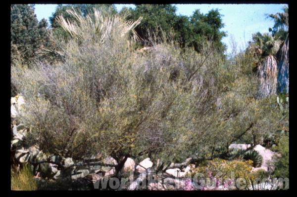 Silhouette<br>(Location of Picture: California, USA)