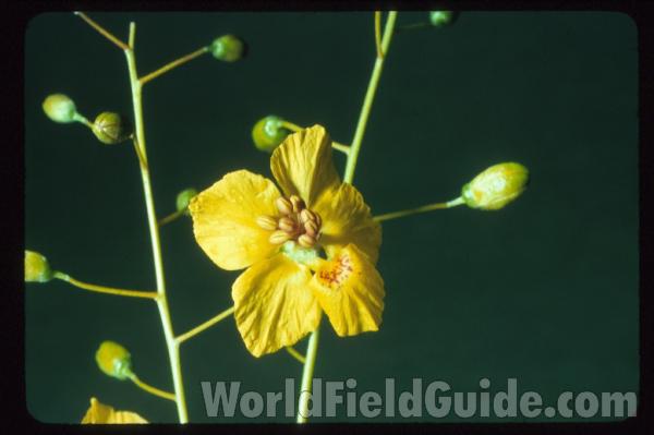 Flower<br>(Location of Picture: Arizona, USA)