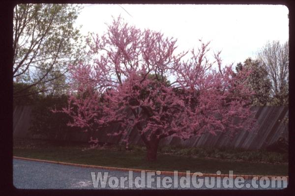 Flowering Landscape Specimen<br>(Location of Picture: Illinois, USA)